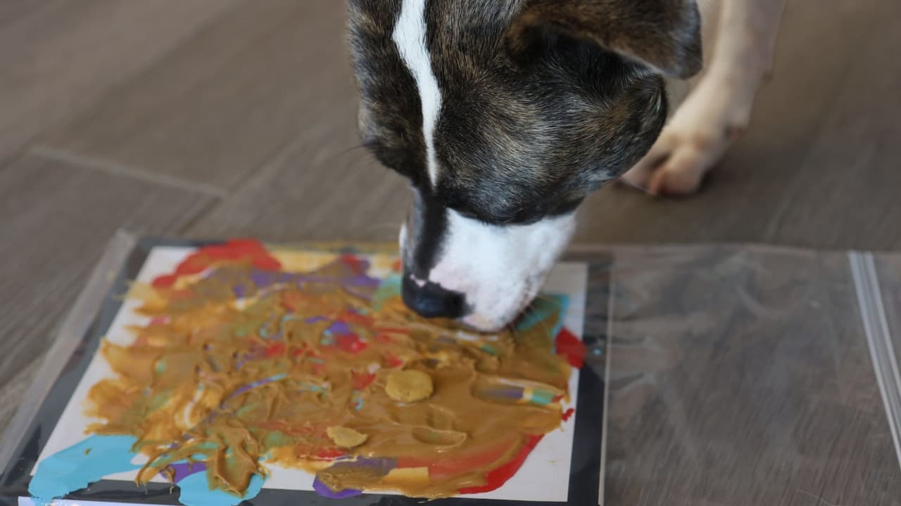 Aquí está Skadi, otro artista, y nos explica la técnica que usan para pintar se llama
<b> dog painting que consiste en que la mascota tenga un estimulante</b>, en este caso la comida, que 
<b>va lamiendo sobre el plástico y a la vez va marcando los trazos con la pintura que está debajo. </b>