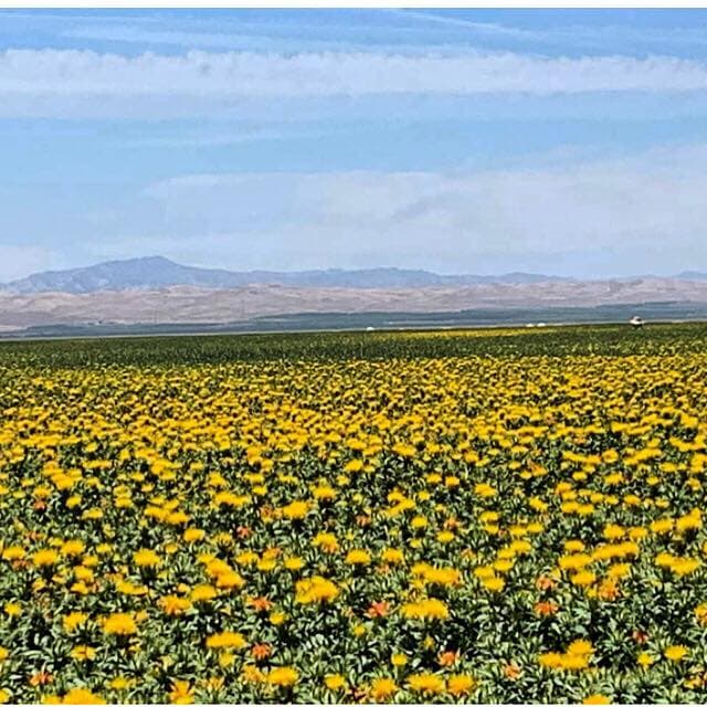 Plantaciones de cártamo en Corcorán