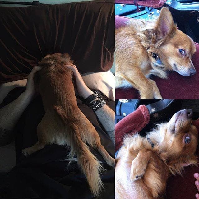 Este perrito consentido es nada más y nada menos que de Pepe Aguilar.