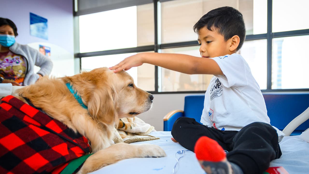 Los animales fueron criados y entrenados para trabajar como perros de servicio en un 
<a href="https://www.univision.com/local/houston-kxln/bebe-covid-19-houston-camas-hospitales-fotos">hospital pediátrico. </a>