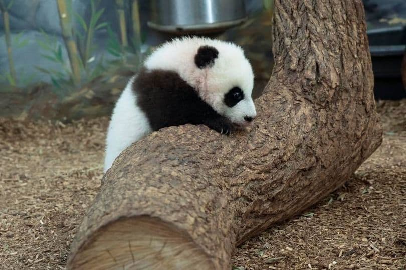 <b><a href="https://zooatlanta.org/program/adventure-cubs/?utm_source=atlanta.net&utm_medium=event%20listing&utm_campaign=Adventure%20Cubs">Adventure Cubs at Zoo Atlanta (Hasta mayo de 2023)</a></b>. Cada mes, los niños aprenderán sobre un nuevo animal a través de un juego, una manualidad, una historia y canciones. Al final del programa, los participantes visitarán el hábitat del animal del mes para hacer observaciones y establecer conexiones con la lección.