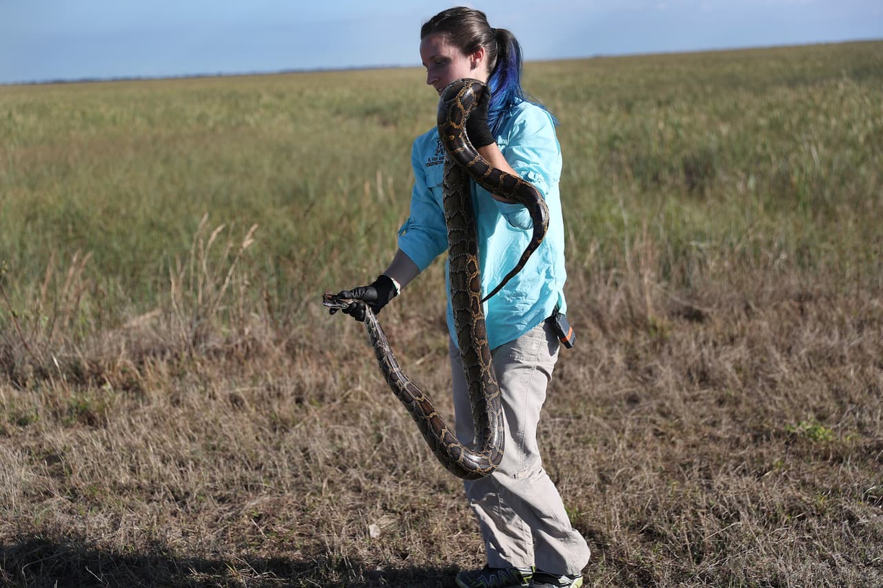 El estado de Florida está combatiendo a las pitones birmanas hace ya varios años, pues estas serpientes han sido identificadas como una de las especies invasivas que representan una mayor amenaza al ecosistema.
<br>