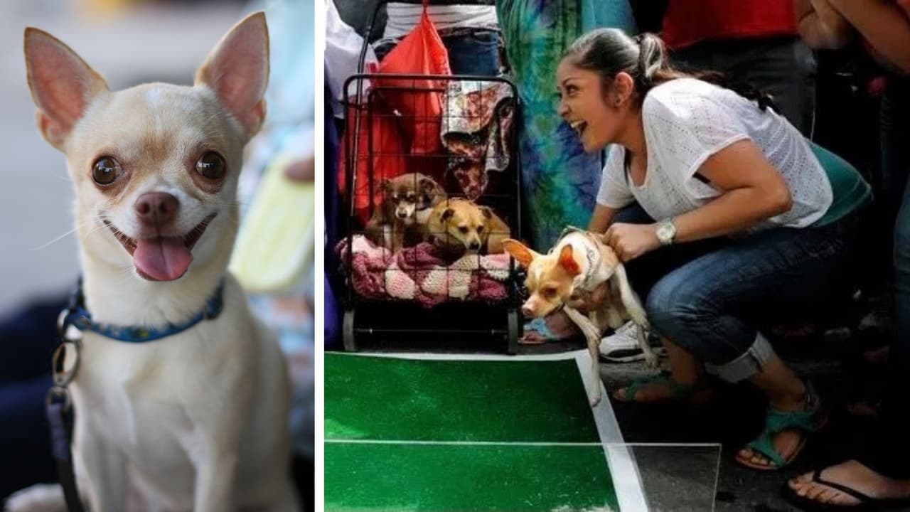 La Taquería La Ventana tendrá una carrera de perritos chihuahua este jueves 5 de mayo de 5:00 p.m. a 6:00 p.m.. Esto como parte de los festejos del Cinco de Mayo. Más información al correo: marketing@localfavorite.com