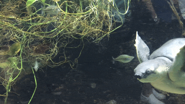 Tras 53 años de fundado, LA Zoo mantiene su magia en los 133 acres de terreno en donde puedes disfrutar de un jardín botánico y cientos de especies salvajes de diferentes partes del planeta, además ofrece talleres, eventos y demostraciones para que pequeños y grandes aprendan sobre el mundo salvaje y su conservación.