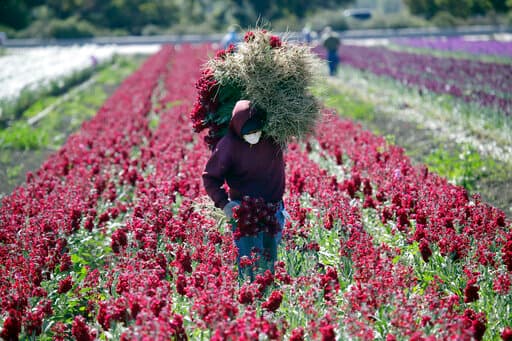 Los trabajadores agrícolas son considerados escenciales durante la pandemia del coronavirus y deben recibir cuidados bajo la ley de emergencia por la pandemia independientemente de su estatus migratorio.
<br>