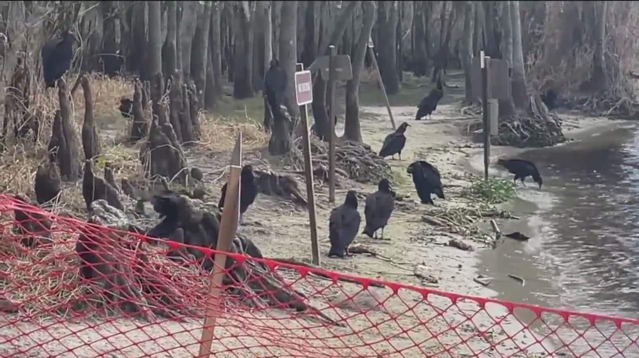 Detectan 101 buitres muertos en parque de Volusia; analizan gripe aviar