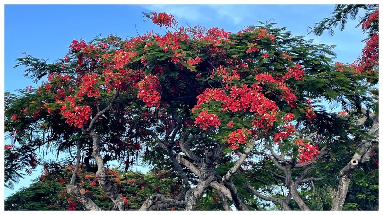 El flamboyán produce vainas colgantes con forma de medialuna de entre 12 a 18 pulgadas.