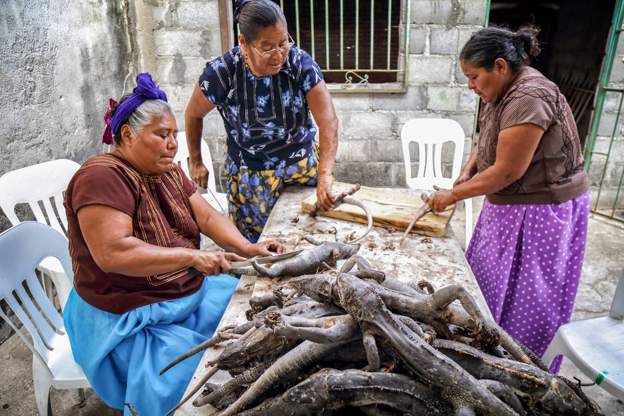 Organizaciones ecologistas invitan a los pobladores de Juchitán a evitar consumir la carne de iguana durante su periodo de reproducción.