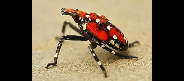 Se trata de una especie invasora capaz de propagarse a grandes distancias por las personas que trasladan material infestado o artículos que contienen los huevos, indica un
<a href="https://www.aphis.usda.gov/aphis/resources/pests-diseases/hungry-pests/slf/spotted-lanternfly" target="_blank">reporte del Departamento de Agricultura</a>.