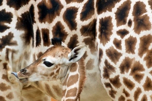 Maud se encuentra junto al pequeño Martin, al que dio a luz el 25 de mayo 2014.