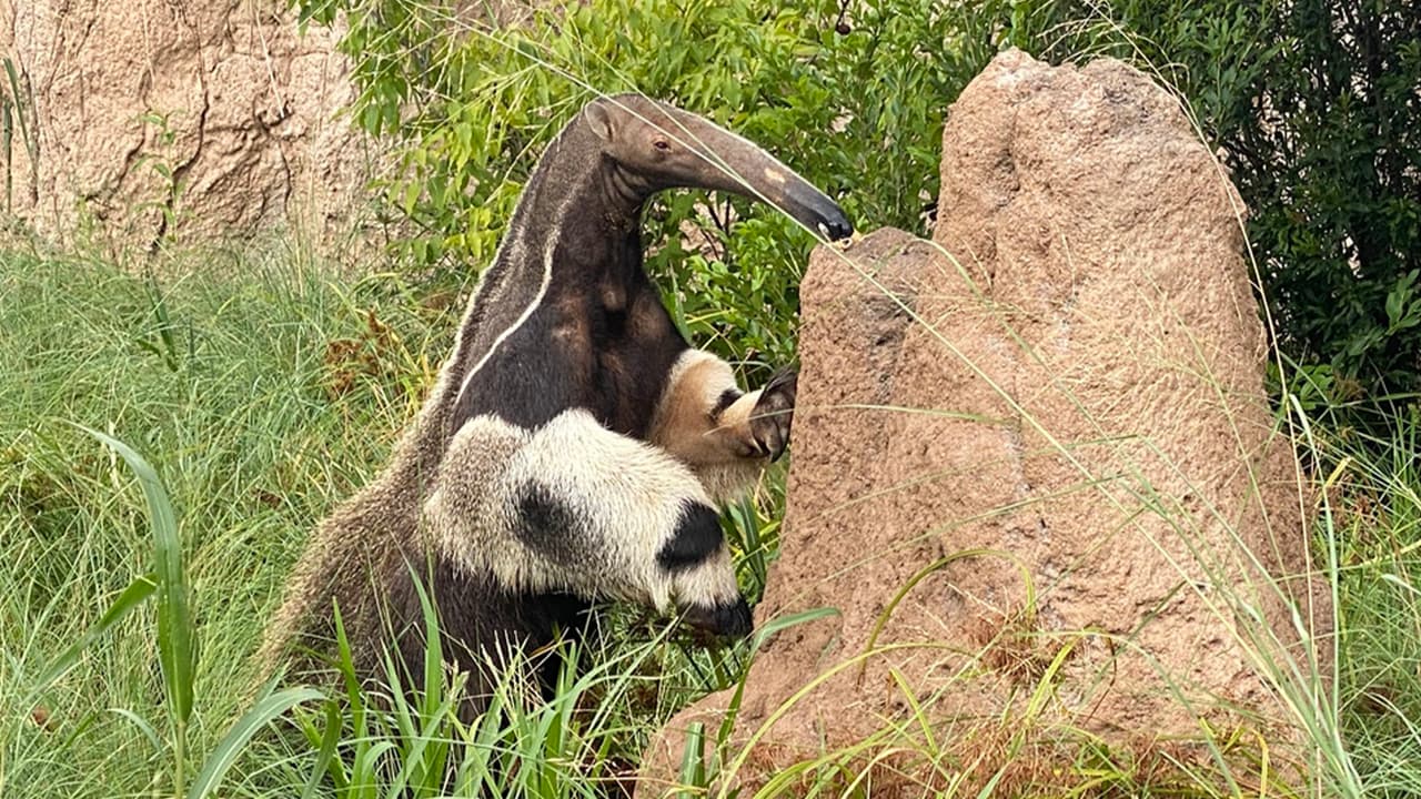 En América del Sur (Brasil, Paraguay y Bolivia), la región del Pantanal es una mezcla de bosques, ríos, y pastizales y está habitada por una impresionante variedad de vida silvestre.