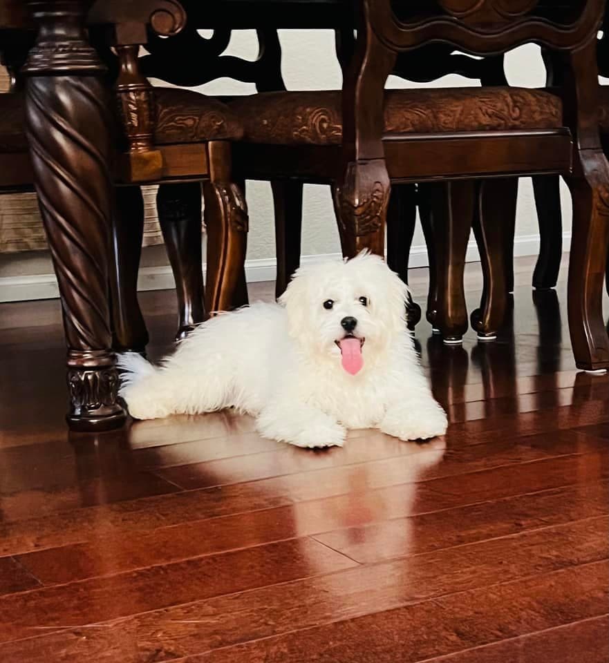 Simba muy relajada debajo del comedor.