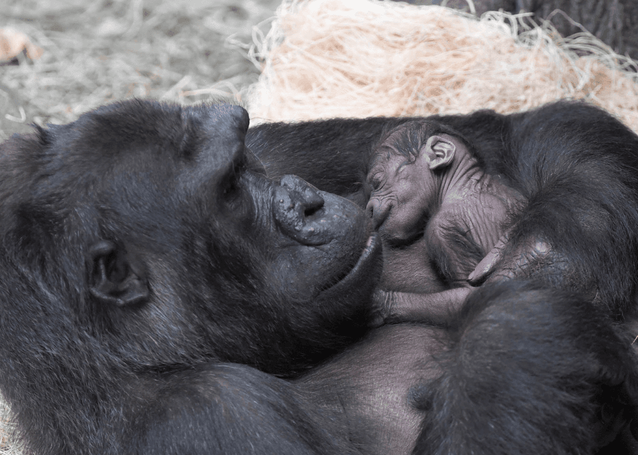 El neonato de Koola pesa entre 4 y 5 libras.