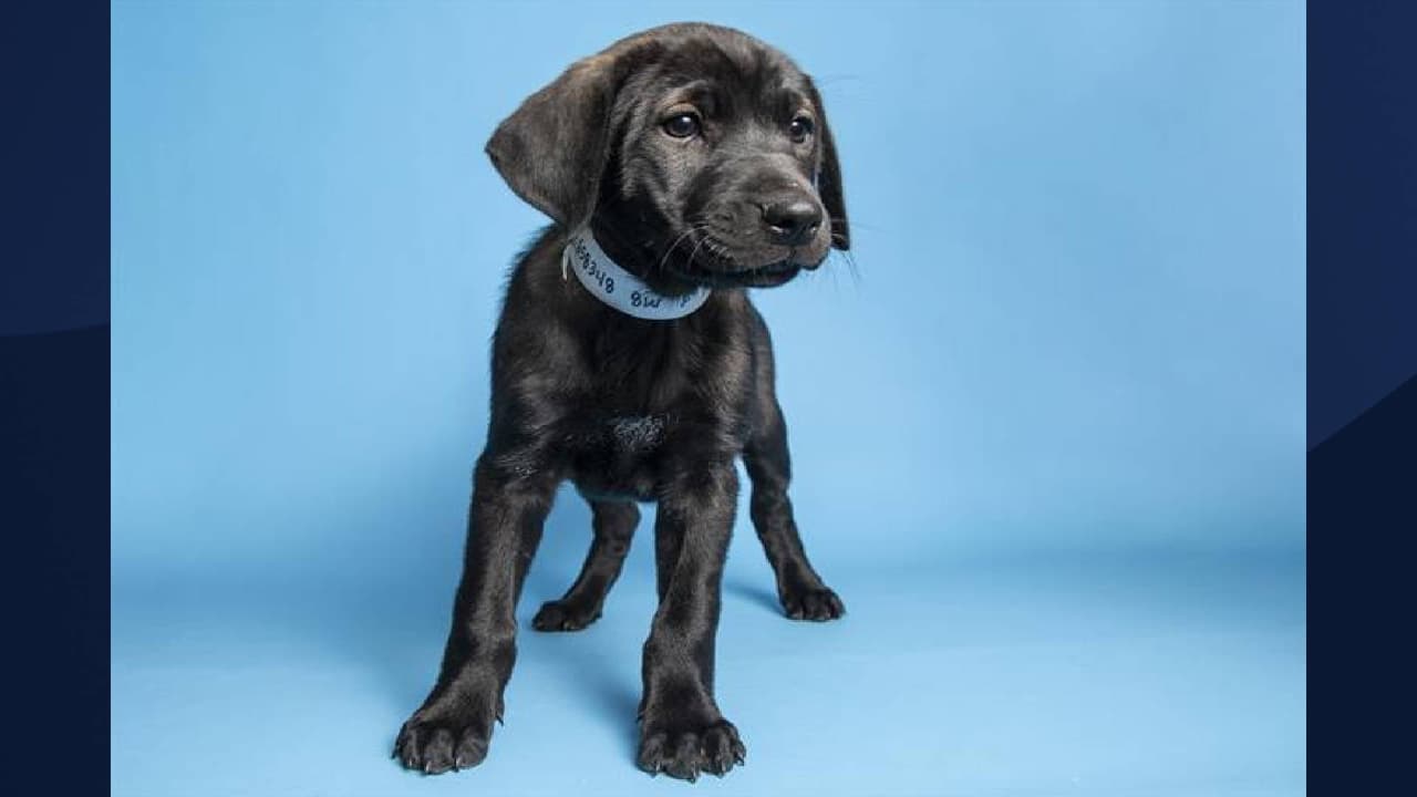 Todas las adopciones son solo con cita previa, aquí le mostramos cómo comenzar el proceso.
<br>
<br>[Ahsoka está en adopción, Para obtener más información sobre este pequeña, 
<a href="https://www.azhumane.org/pet-details/?id=A658348" target="_blank">haga clic aquí</a>]