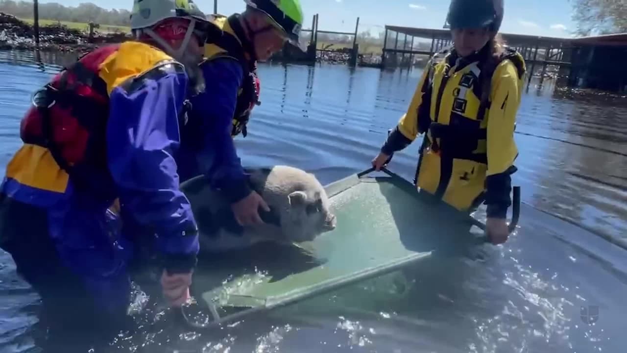 Muchos animales quedaron atrapados en inundaciones y por suerte, algunos han sido rescatados. Casi siempre sólo cuentan las víctimas humanas, pero los animales también son los primeros afectados