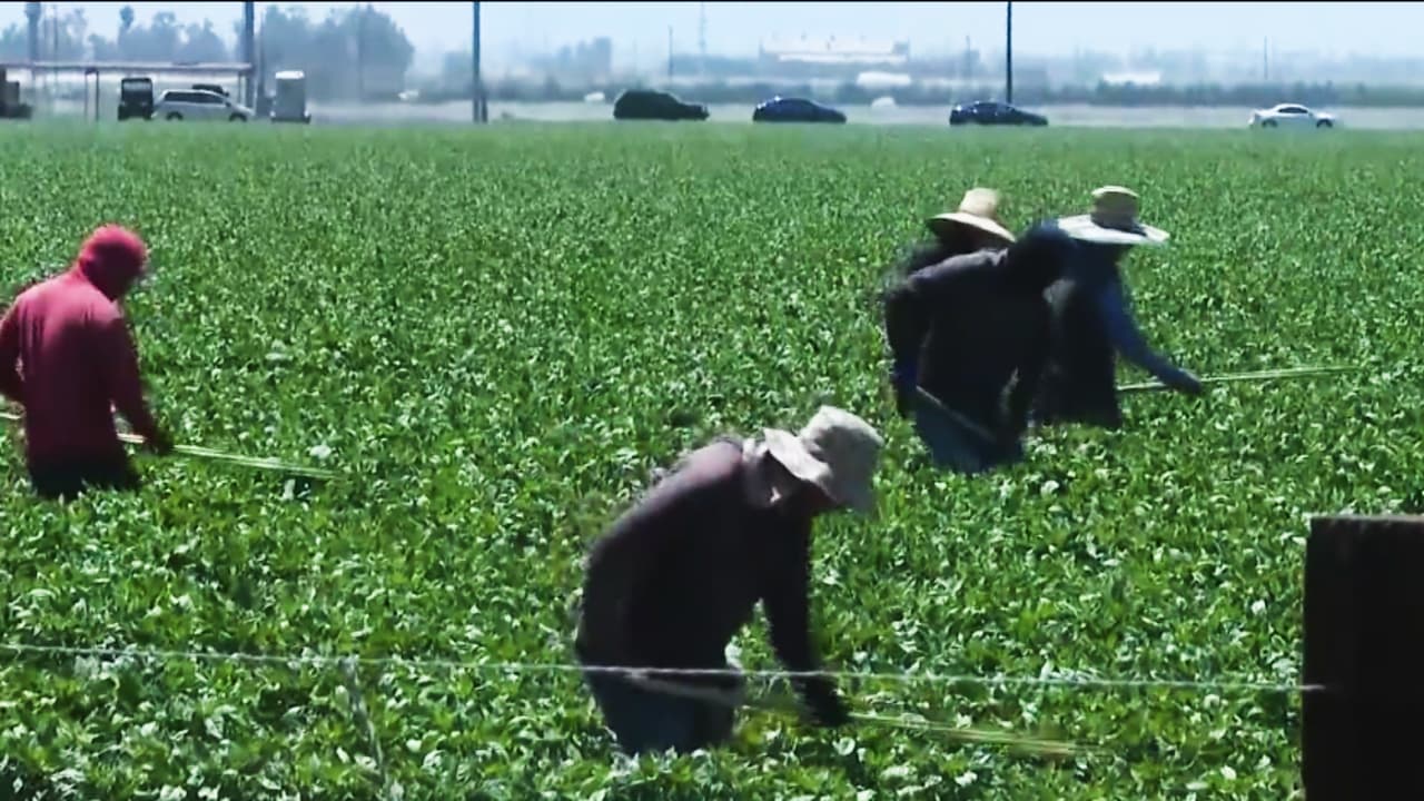 Cerca de 300 trabajadores agrícolas de Oxnard logran sindicalizarse: "Es una victoria muy grande"