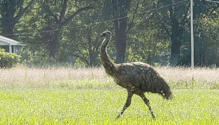 Autoridades del condado de Orange piden no acercarse a “Eno The Emu”