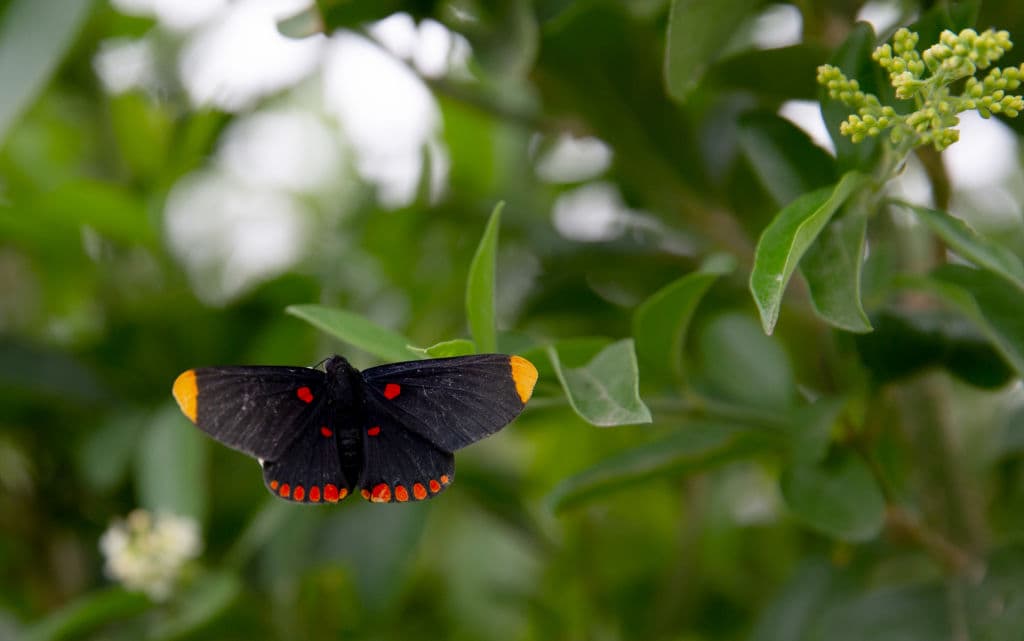 La mariposa Pixie de bordes rojos es una de las especies protegidas que habitan en este refugio natural en la frontera de Estados Unidos con México. En el terreno de 100 acres hay más de 300 especies de plantas que sirven como huéspedes o como néctar para decenas de especies de mariposas que se reproducen en este espacio.