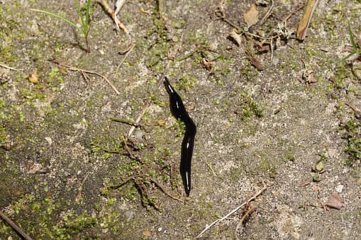 Dado que tiene preferencia por las áreas subtropicales y una tolerancia por las zonas templadas, podría ser fácilmente en todo el sureste de los Estados Unidos.