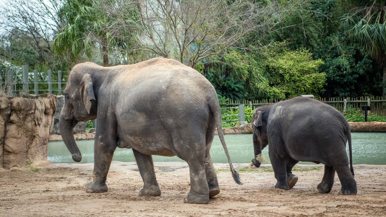 El padre es un elefante asiático, de 54 años, de Tailandia. Se espera que el bebé nazca en la primavera.