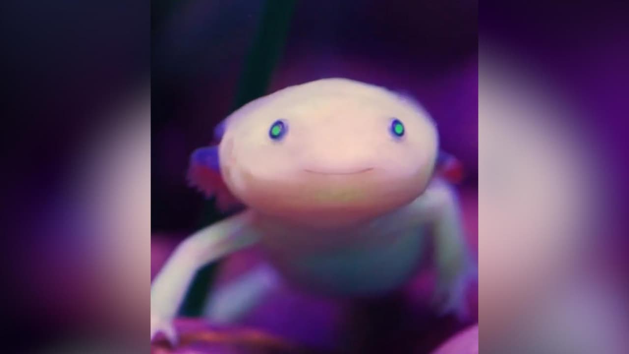 Esta es la extraña criatura con superpoderes que puedes visitar en un zoológico de California