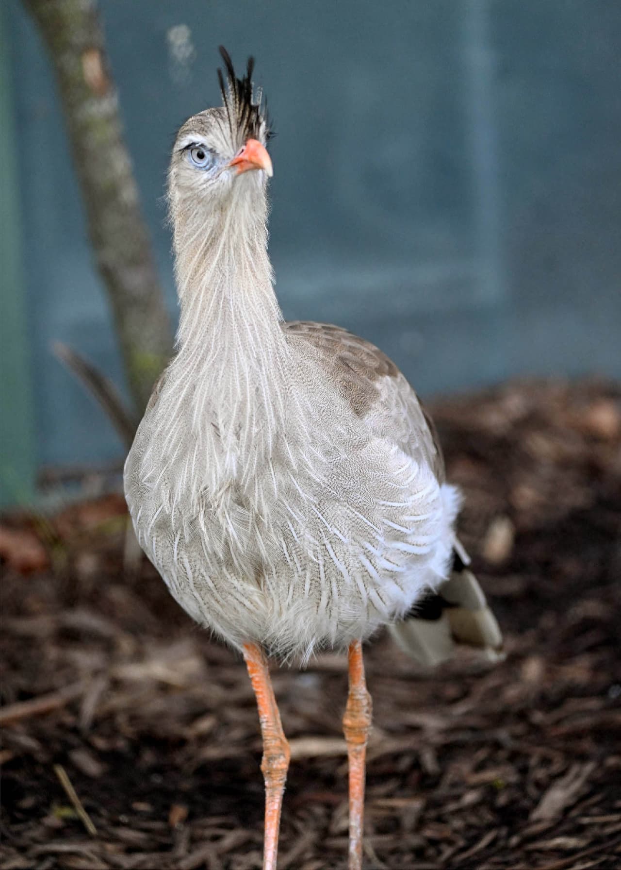 La 
<i>seriema</i> de patas rojas, es uno de los nuevos miembros de la familia.