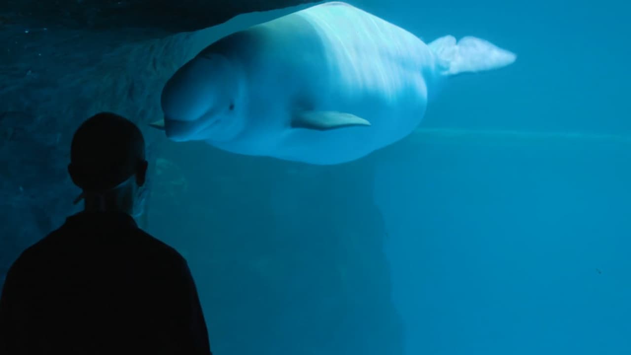 La ballena beluga del acuario Shedd de Chicago dio a luz el viernes pasado a un macho de 139 libras. La madre primeriza tiene 14 años y tuvo un embarazo de 15 meses, lo común para una ballena en cautiverio. Más noticias aquí.