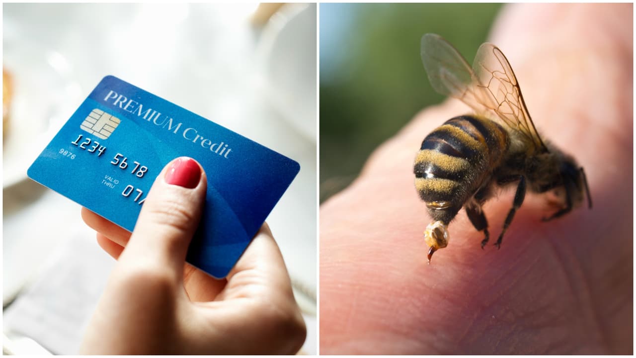 ¿Cómo una picadura de avispa puede matarte? Esto es lo que debes saber para protegerte