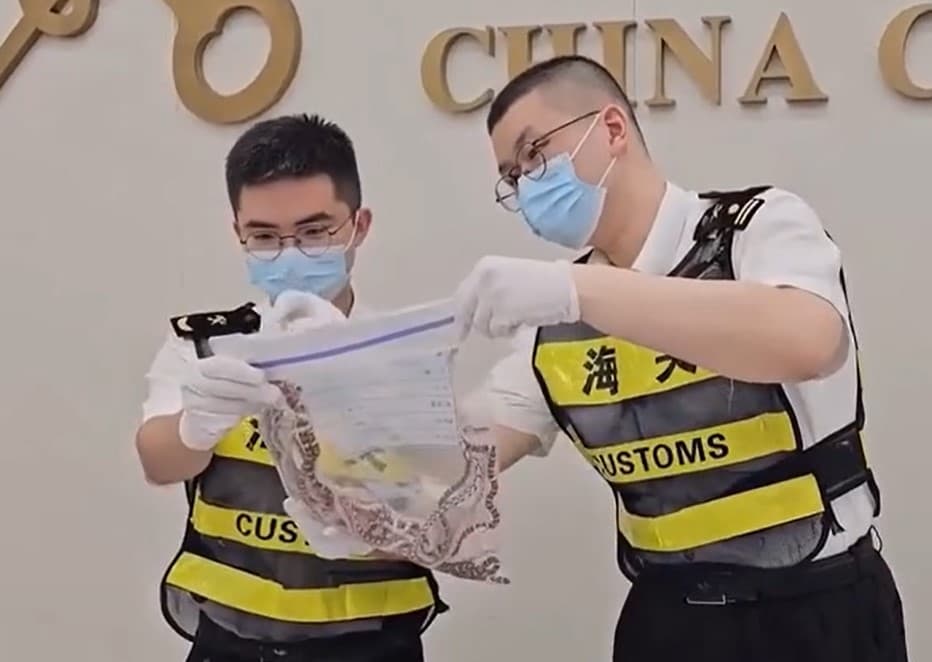 El caso del hombre que trató de traficar 104 serpientes vivas escondidas en su pantalón 