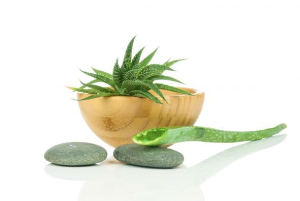 <b>ALOE</b>
<br>Portadora de buena suerte y energía positiva, es de las más fuertes para combatir malas vibras. Atraen prosperidad en cualquier lugar del hogar, pero hay que tener cuidado cuando absorban tanta mala energía porque mueren.
