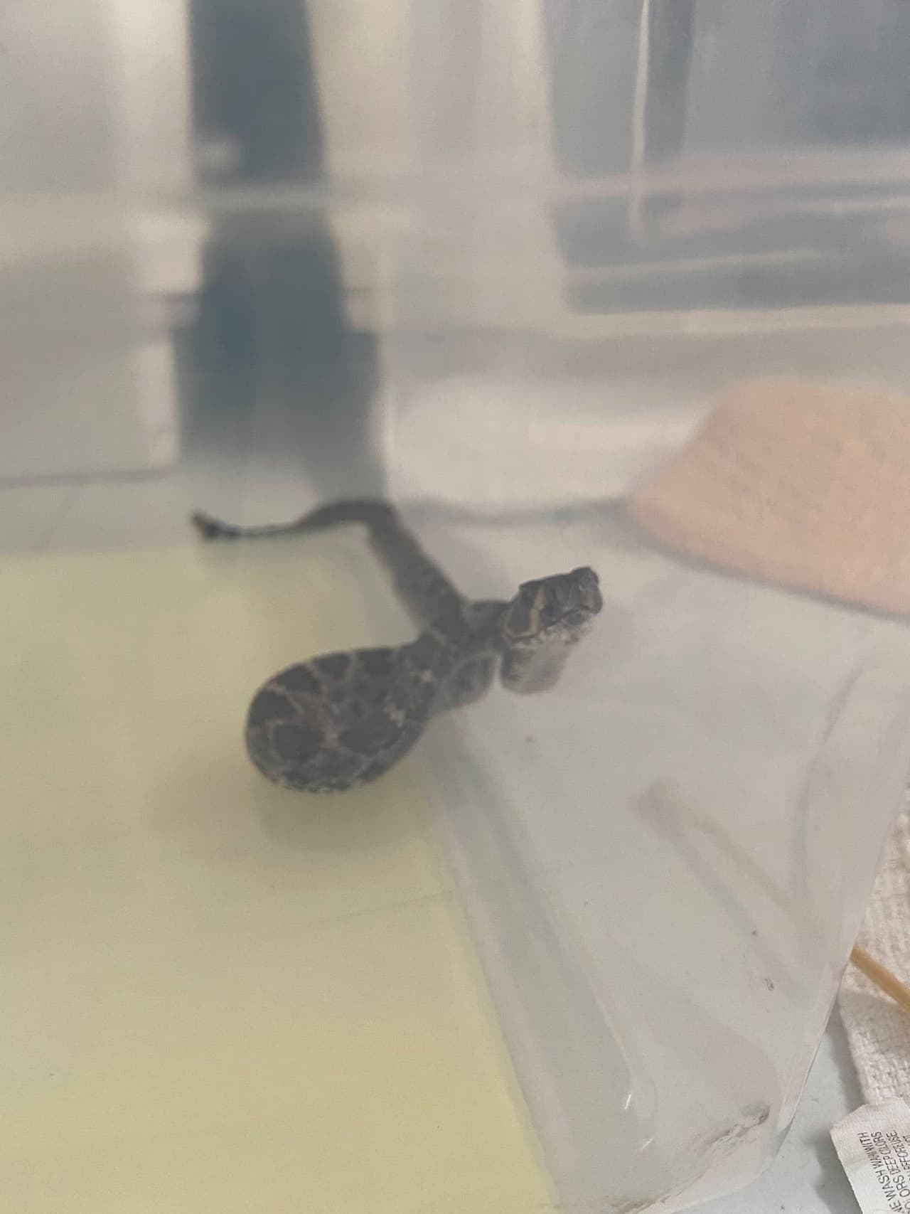 Según el Austin Wildlife Rescue, el usar trampas de pegamento aunque sea para insectos, puede hacer que otros animales como pájaros y serpientes se queden atrapados accidentalmente.