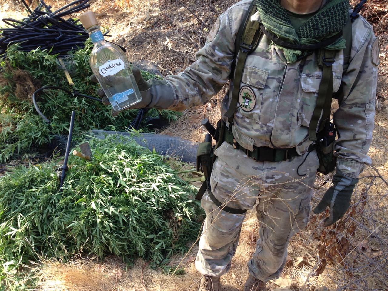 El clima favorable que este año se registra en el condado de Los Ángeles ha disparado el cultivo de marihuana. Hasta el 2 de septiembre se decomisaron casi 111,000 plantas.