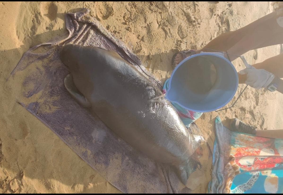 DRNA exhorta a cumplir las leyes de navegación para evitar accidentes con especies marinas