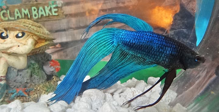 Enséñales valores a tus hijos cuidando una mascota