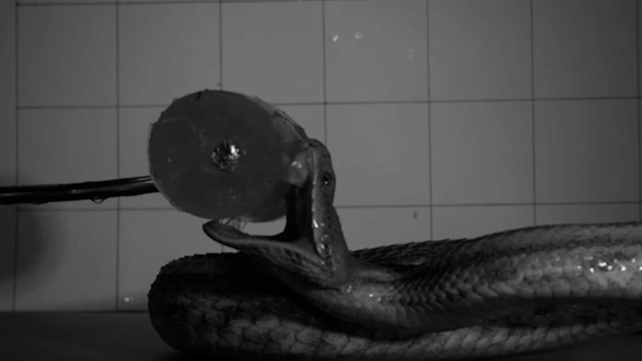 Por primera vez cámaras captan los mortales ataques en milisegundos de 36 serpientes venenosas