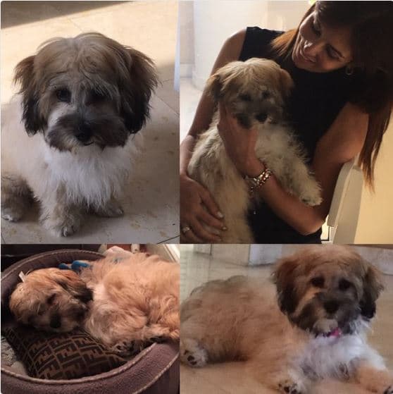 Esta es su mascota Lupita. "Les presento a mi nuevo amor... #
<b>Lupita</b>. Me robó el corazón en #
<b>Mexico</b> y no pude dejarla atrás!".