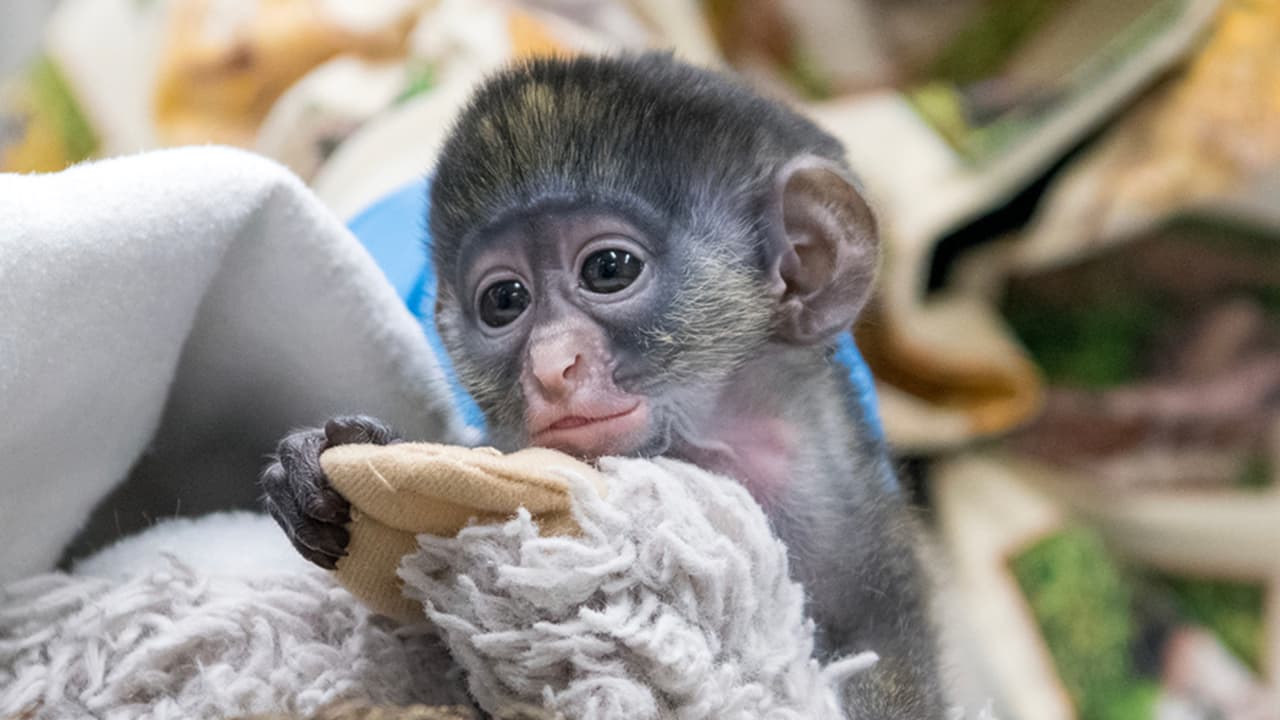 Las radiografías fueron enviadas a un radiólogo y a un neurólogo pediátrico humano donde se confirmó que tenía una fractura de cráneo.