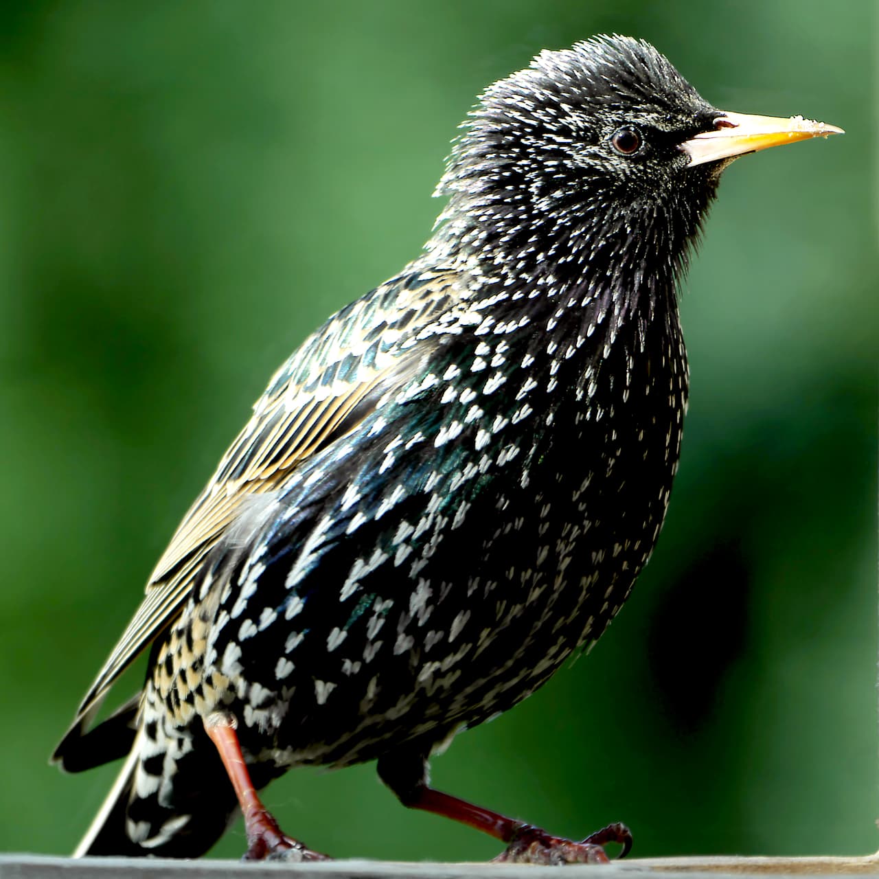 '
<b>Estornino europeo'.</b> Fue traído a los EEUU a finales del siglo XIX como parte de un plan de introducir en el país todas las aves que son mencionadas en las obras de William Shakespeare, según la reseña del Departamento de Agricultura. Compite con especies nativas para alimentarse y destruye cultivos.