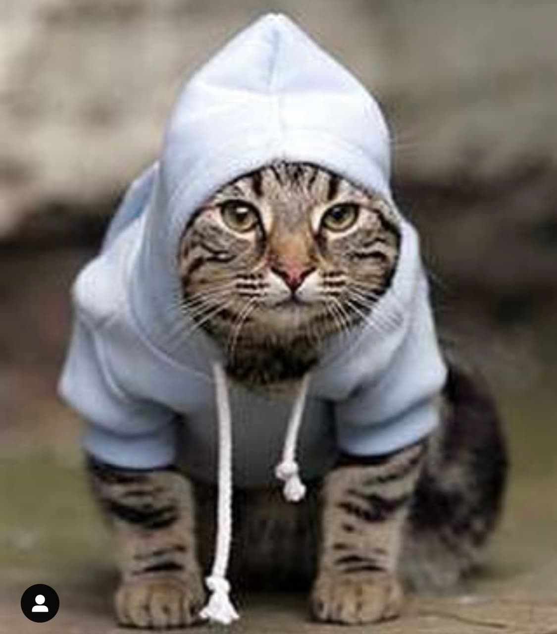 ¡Hasta el gato se encapuchó!, dijeron los usuarios en redes sociales.