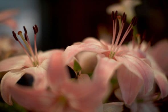 Al llegar la primavera, las flores comienzan a emitir un polvo muy fino llamado polen, el cual se encarga de fertilizar a otras plantas de la misma especie.