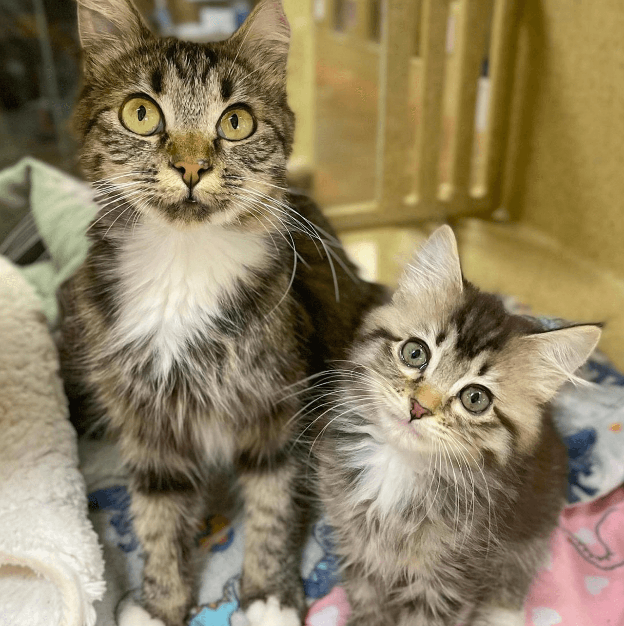 Para aliviar esta situación, el refugio decidió eliminar las tarifas de adopción para que las personas puedan darles una nueva oportunidad a estas mascotas.