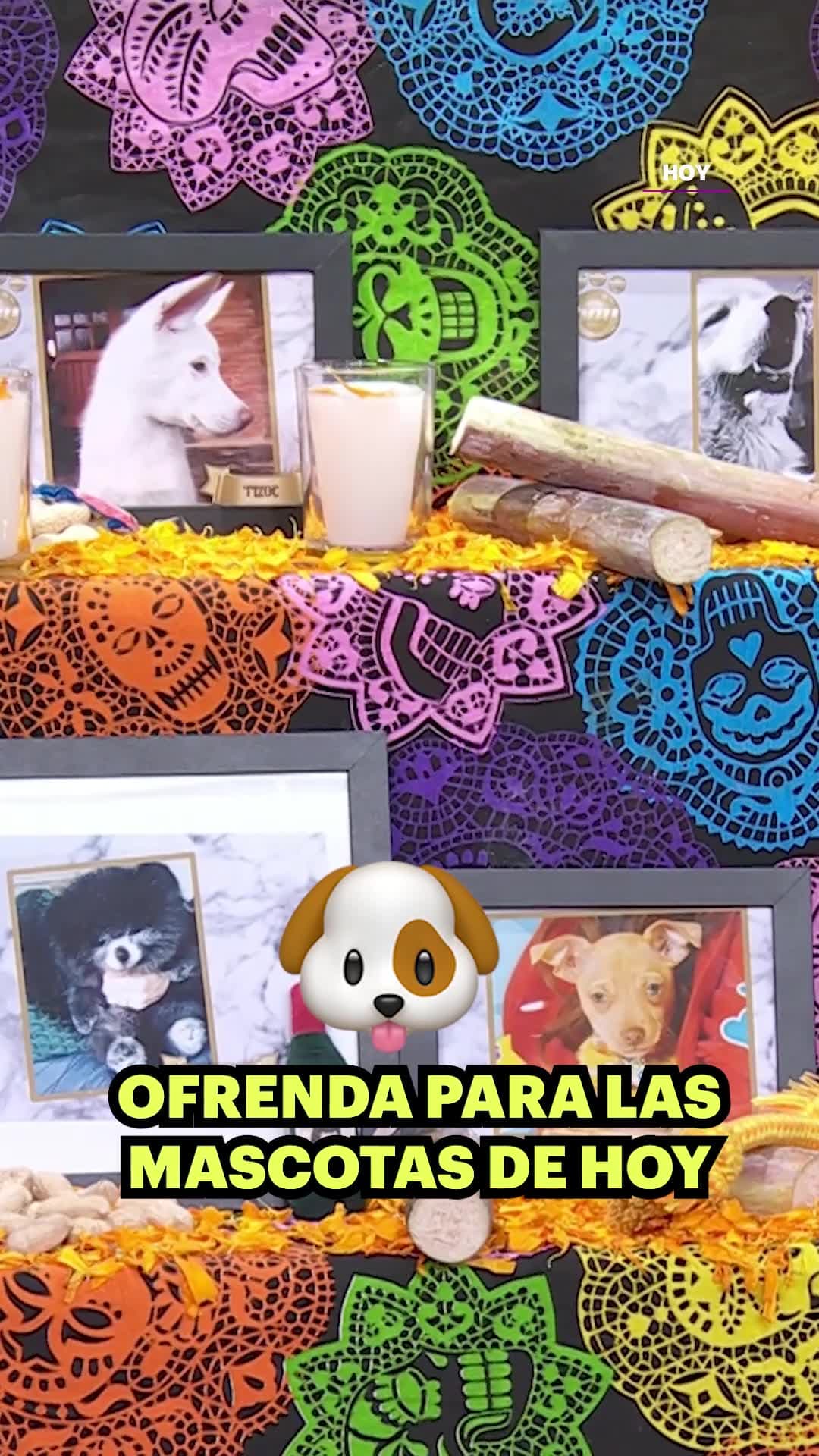 ¡Esta noche vuelven a casa! Esperamos con amor el regreso de nuestras mascotas