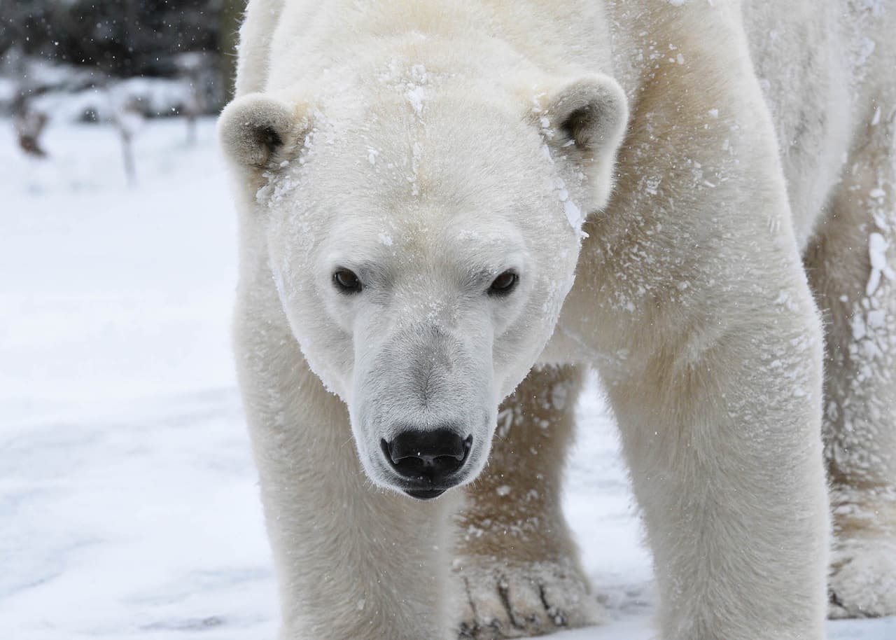 Hudson, un oso polar macho en el zoológico de Brookfield, estaba en su elemento cuando la nieve cubría el área.