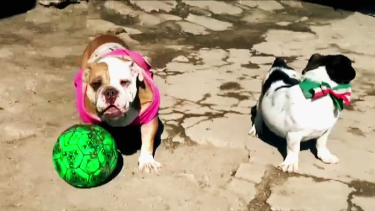 Perrita que sufrió maltrato en México viajó con su cachorro miles de millas para llegar a su nuevo hogar