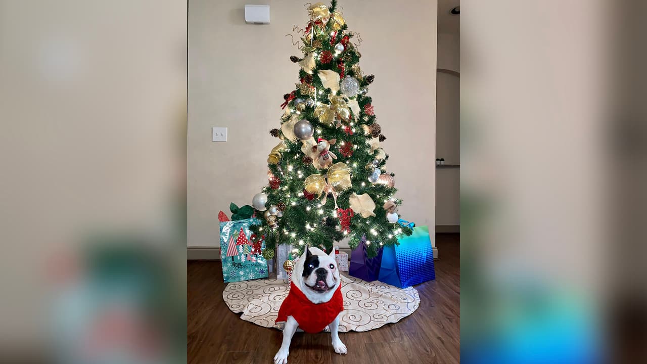 "
<a href="https://www.instagram.com/lunafrenchiie/" target="_blank">@Lunafrenchiie</a> Celebra con sus familiares la llegada del niño Dios"