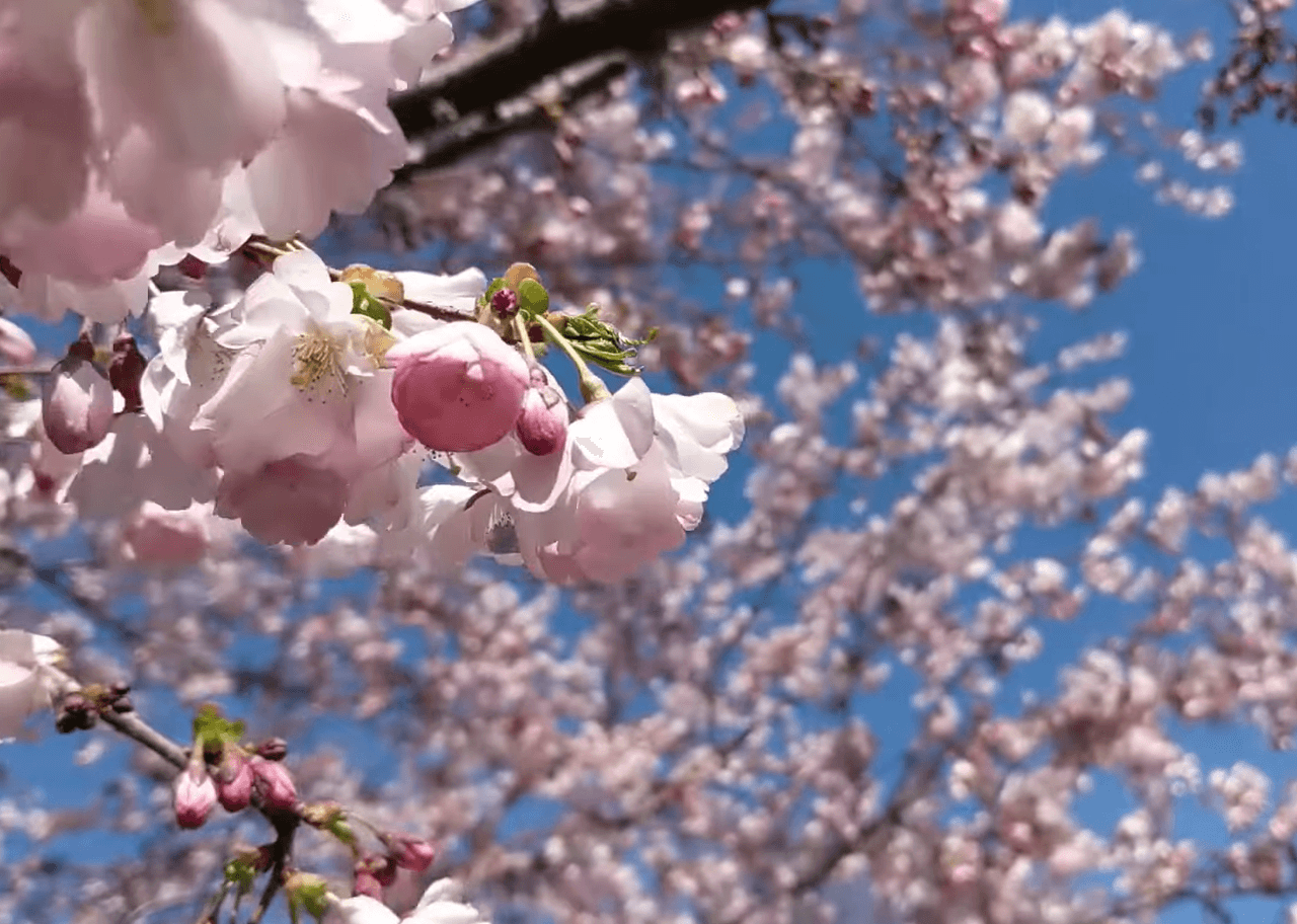 Para llegar debes de tomar en cuenta las obras en el puente Darrow, el acceso a algunas zonas 
<b>se realiza caminando por el Sendero de la Laguna, que rodea la Cuenca del Columbia y conecta con la Isla Arbolada.</b>
<br>
<br>Opciones de transporte:
<br> 
<br>🚘 Estacionamiento con parquímetro en Music Court (Science Drive).
<br> 
<br>🚘 Estacionamiento subterráneo en el Museo de Ciencia e Industria.
<br> 
<br>🚘 Estacionamiento gratuito en Hayes Drive, Cornell Ave. y calles cercanas.
<br> 
<br>🚲 Espacios disponibles para bicicletas dentro del parque.
<br>