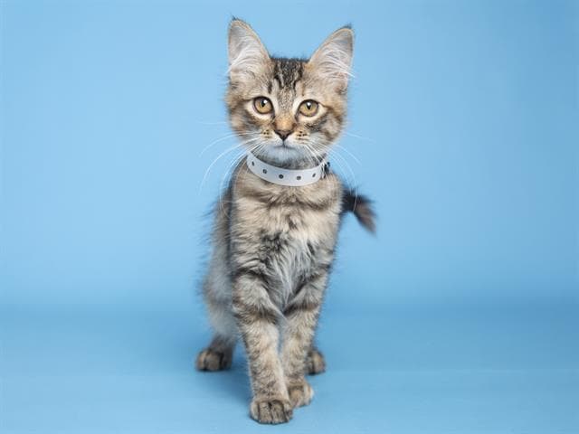 Toph es una hermosa pequeñita de 3 meses.