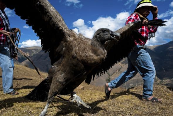 La fiesta nace en donde el cóndor representa a los sufridos comuneros, y éste venga los sufrimientos que les propina el hacendado, representado en el toro, que termina muriendo durante la ceremonia.