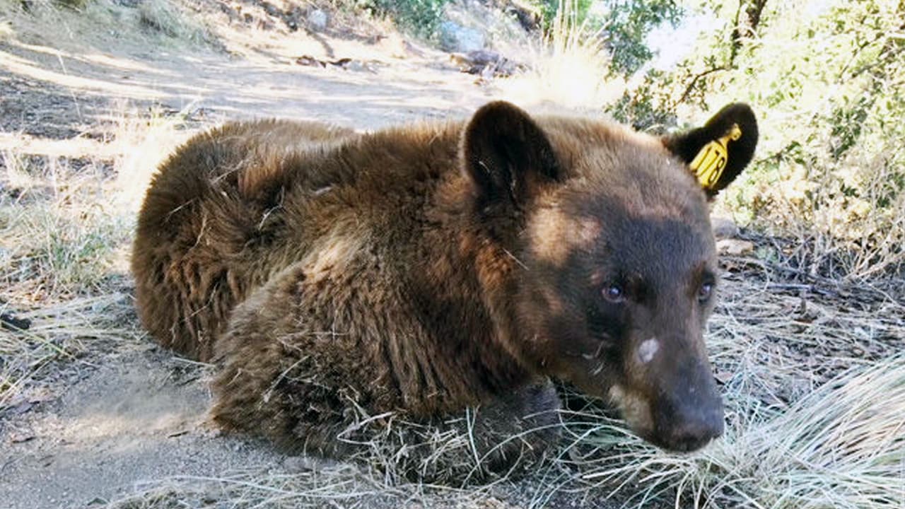 Capturan a un oso que pesa 225 libras y se paseaba por una zona residencial en Arizona