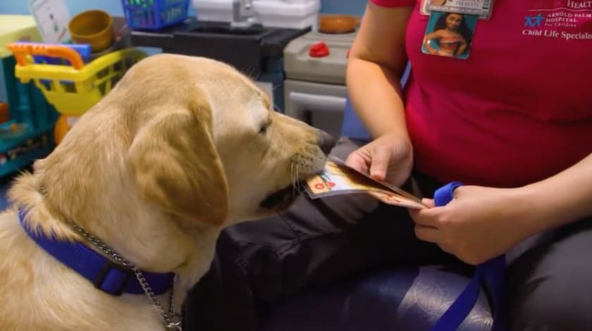 Captura de pantalla de un video donde se aprecia a Parks, el labrador de 2 años de edad, durante un juego de cartas con su entrenadora Kim Burbage en el hospital pediátrico Arnold Palmer de Orlando.